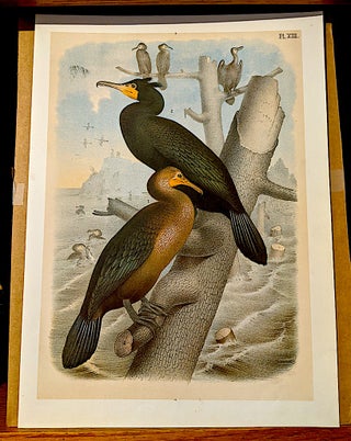 Item #10507 Studer's Popular Ornithology The Birds of North America. PL. XIII - Cormorants -...