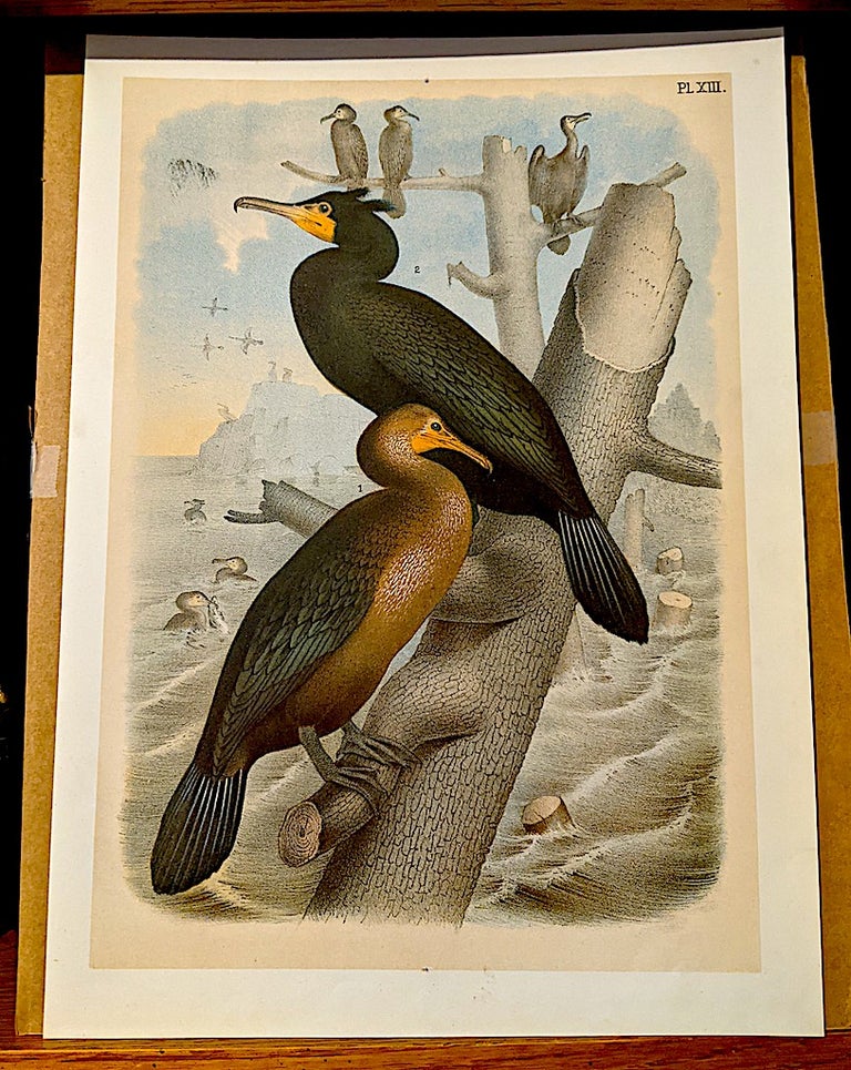 Item #10507 Studer's Popular Ornithology The Birds of North America. PL. XIII - Cormorants - Colored Chromolithograph. Jacob Henry Studer. Theodore Jasper Artist.